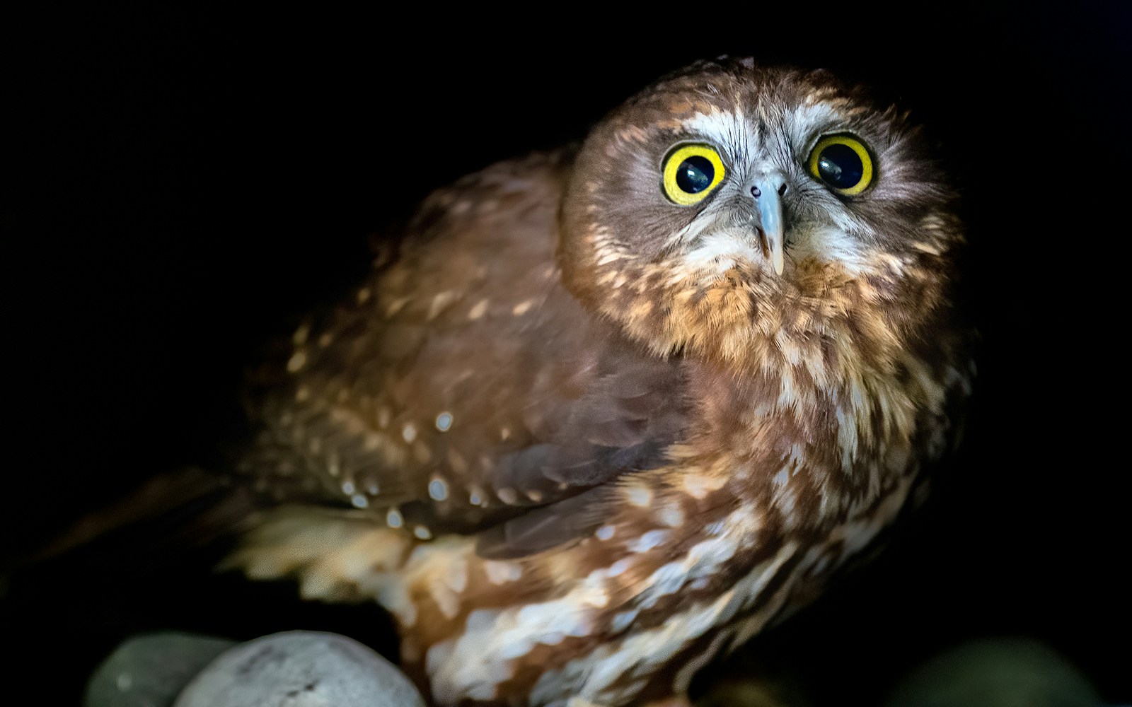 Night Safari Singapore - Morepork Owl