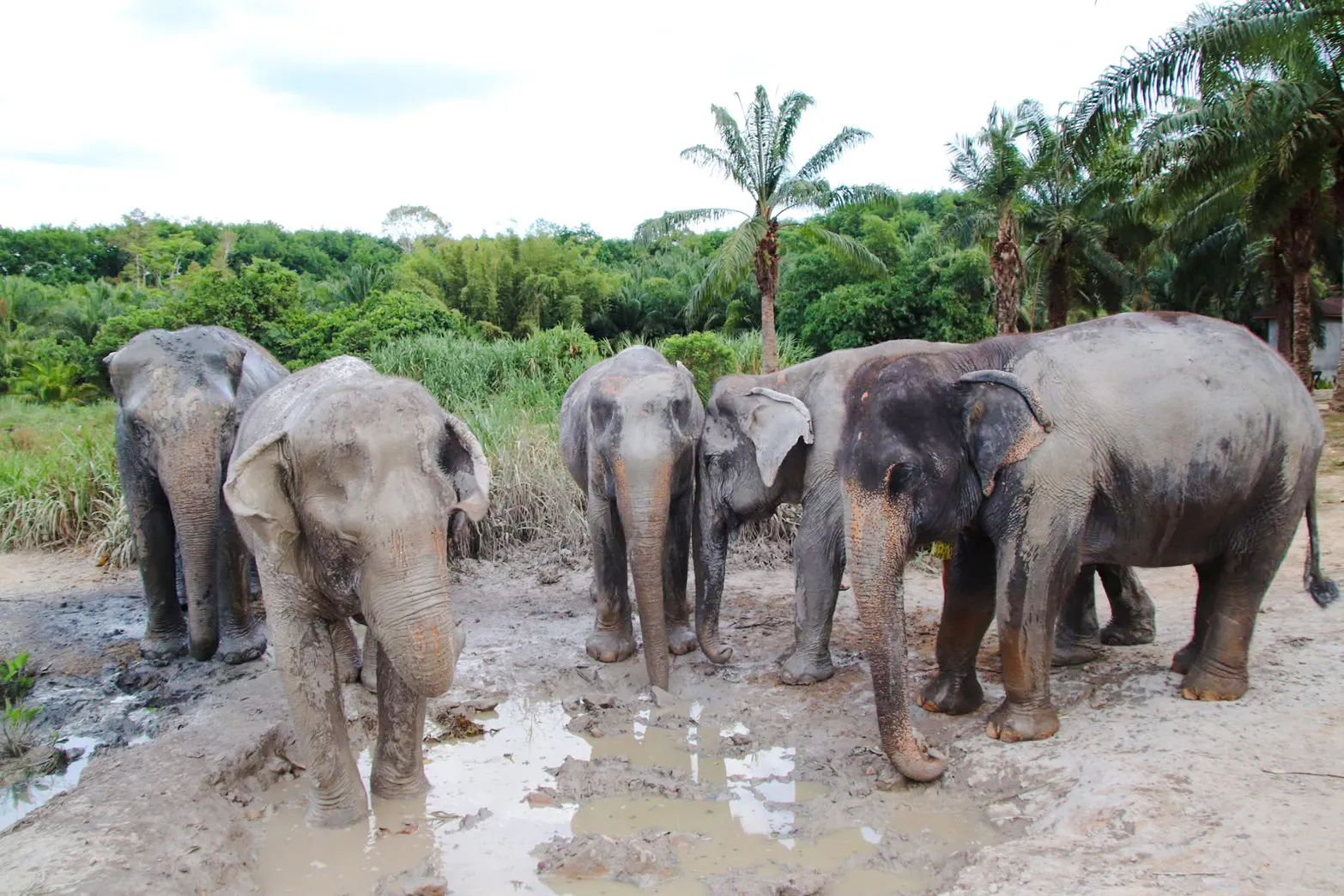 Elephants standing in a muddy area surrounded by greenery in Krabi.