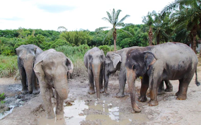 Elephants standing in a muddy area surrounded by greenery in Krabi.