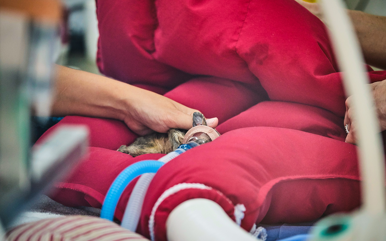 Baby possum in wildlife hospital Australia