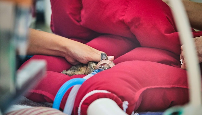 Baby possum in wildlife hospital Australia