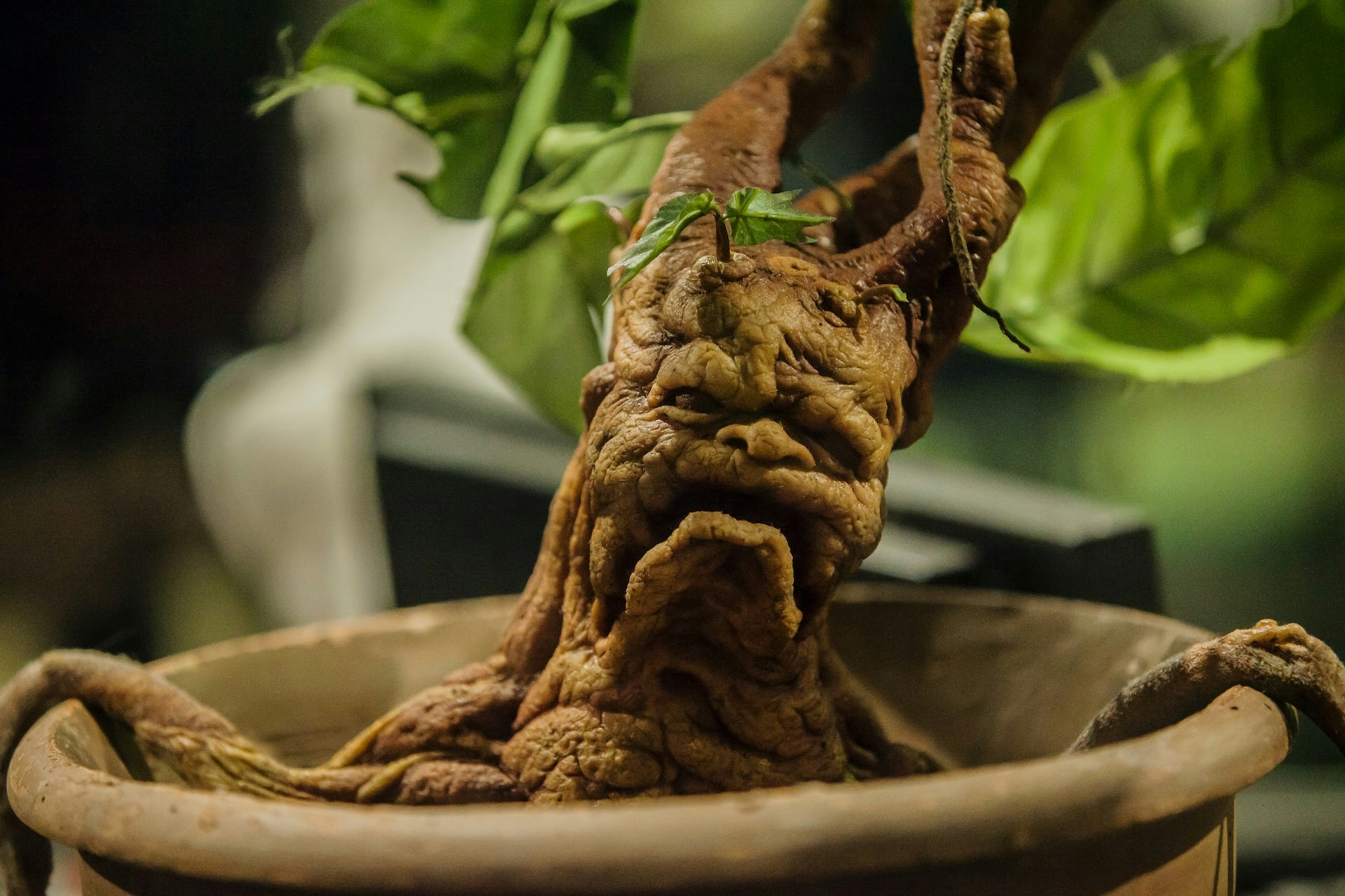 Mandrake plant in a pot at Harry Potter Studio's Professor Sprout's Greenhouse event.
