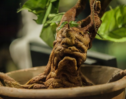 Harry Potter Studio Events - Professor Sprout's Greenhouse