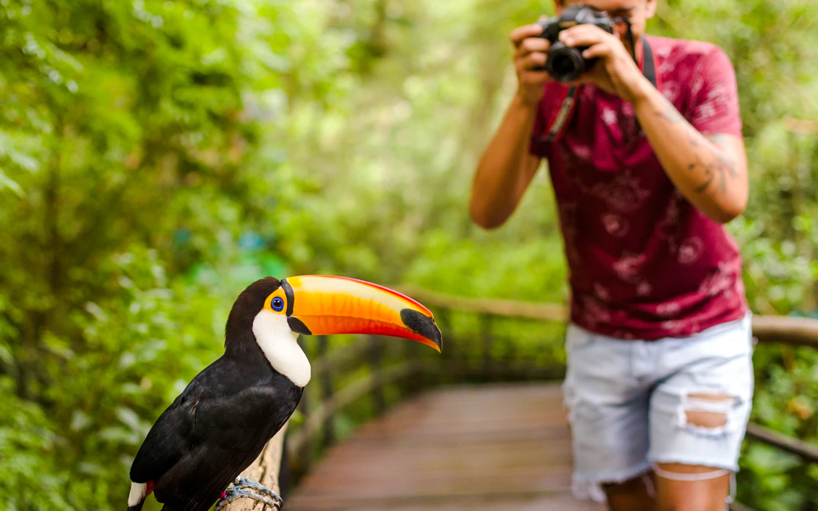 From Puerto Iguazú: Private Güirá Oga Wild Animals Shelter Day Trip Image 3