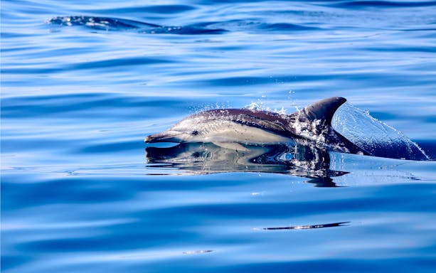 Dolphin swimming in Lake Macquarie during a coastal boat tour.