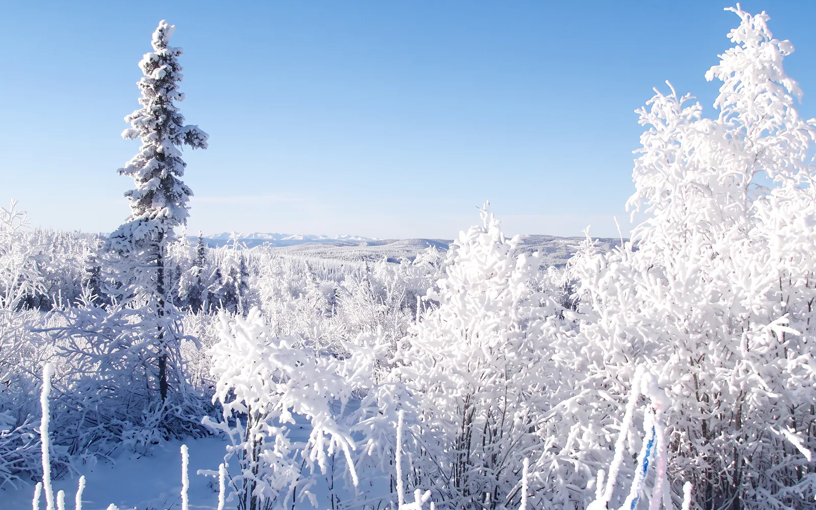 Snow-covered trees and landscape in Alaska under a clear blue sky.