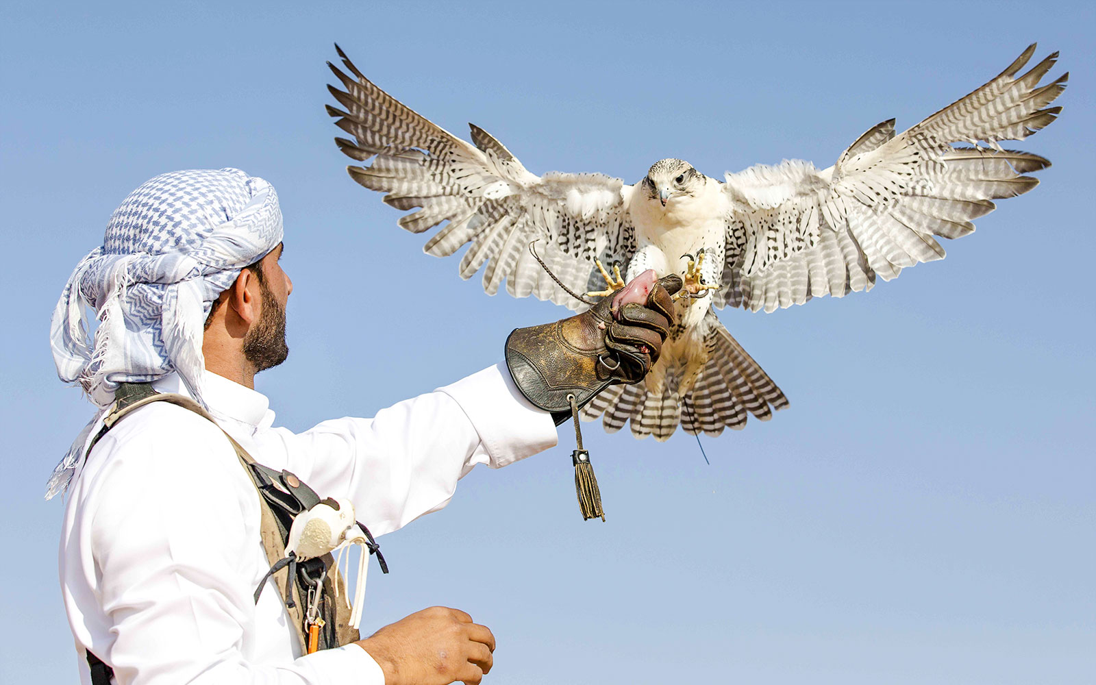 Falcon perched on a handler's glove during Abu Dhabi desert safari.