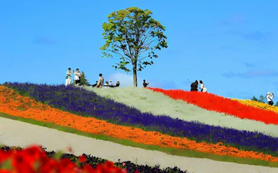Visitors walking among colorful flower fields at Shikisai-no-Oka, Hokkaido.