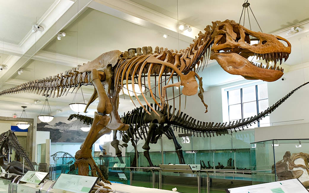 Tyrannosaurus rex skeleton exhibit at American Museum of Natural History.