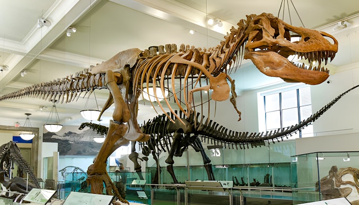 Tyrannosaurus rex skeleton exhibit at American Museum of Natural History, New York City.