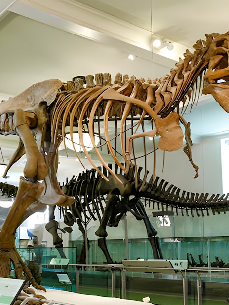 Tyrannosaurus rex skeleton exhibit at American Museum of Natural History.