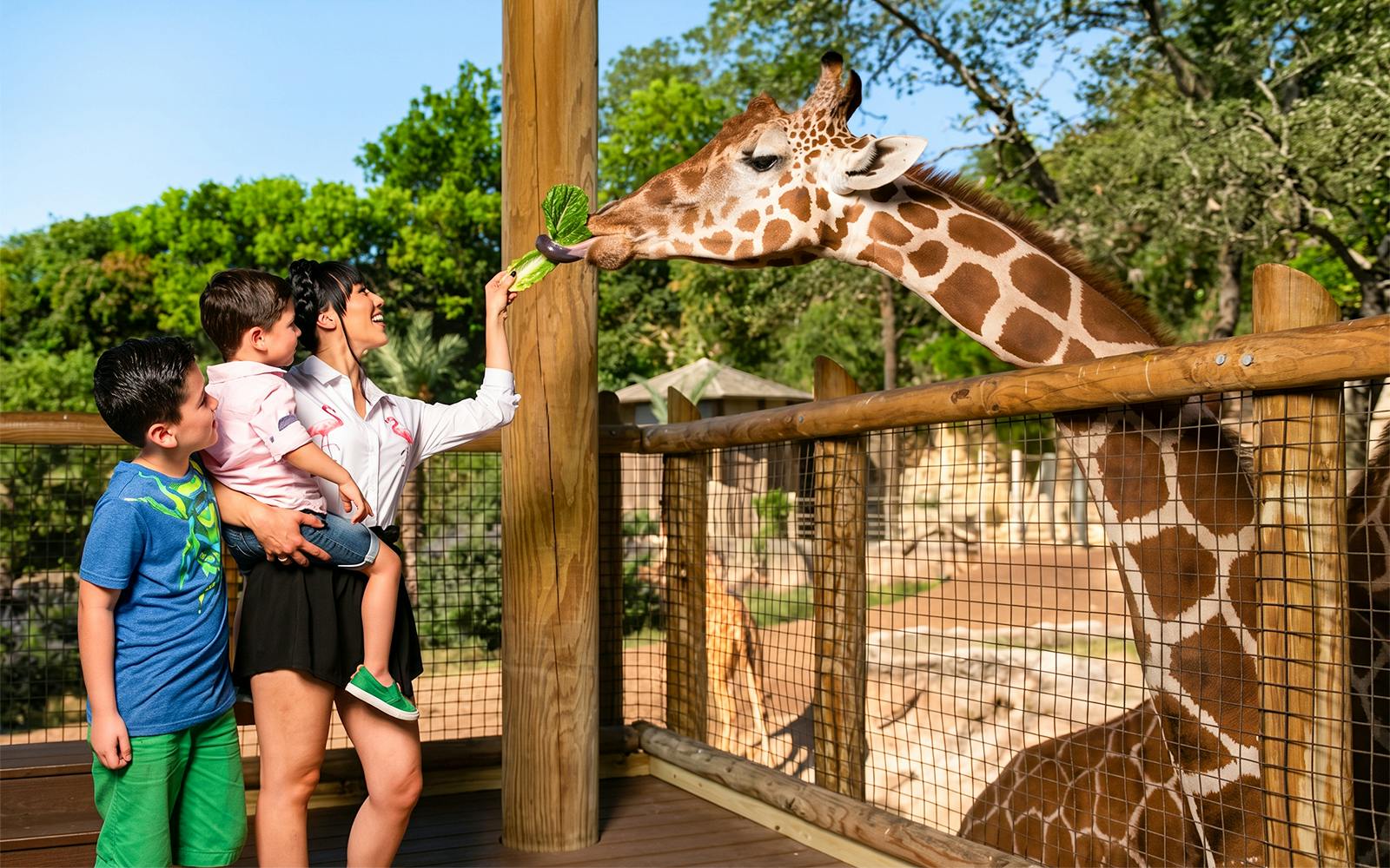 san antonio zoo tickets-1