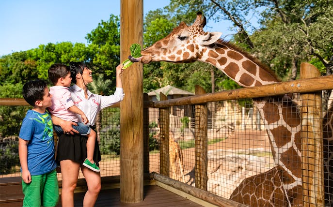 san antonio zoo tickets-1