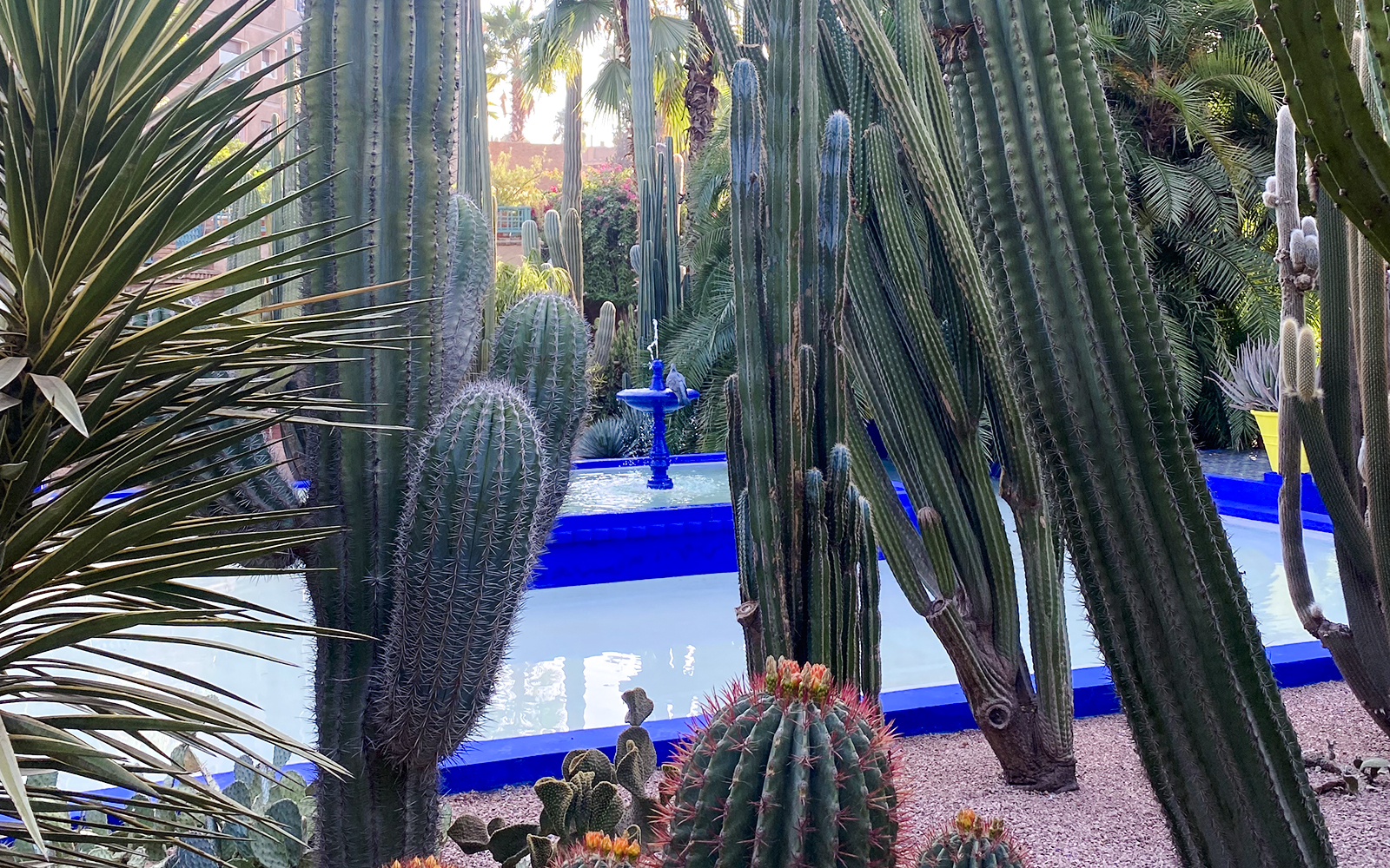 Cacti surrounding a blue fountain in Jardin Majorelle, Marrakech.