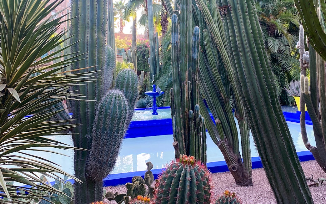 Cacti surrounding a blue fountain in Jardin Majorelle, Marrakech.