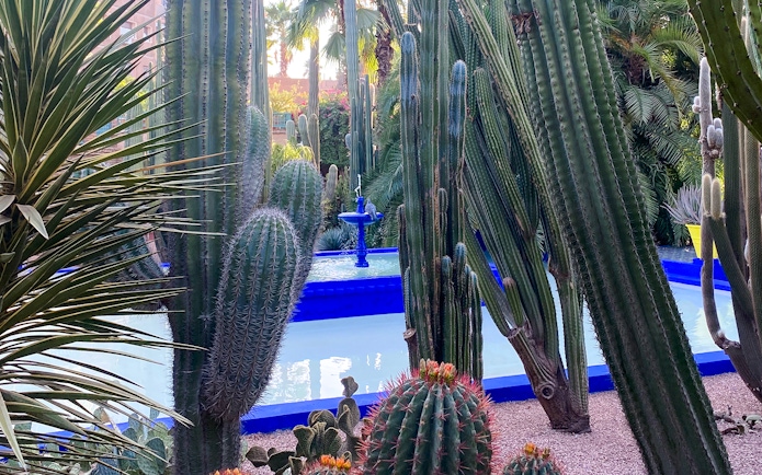 Cacti surrounding a blue fountain in Jardin Majorelle, Marrakech.
