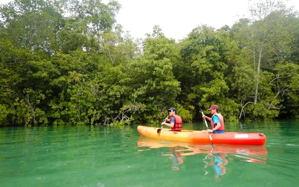 Kayakers paddling through mangrove forest in Pulau Ubin.