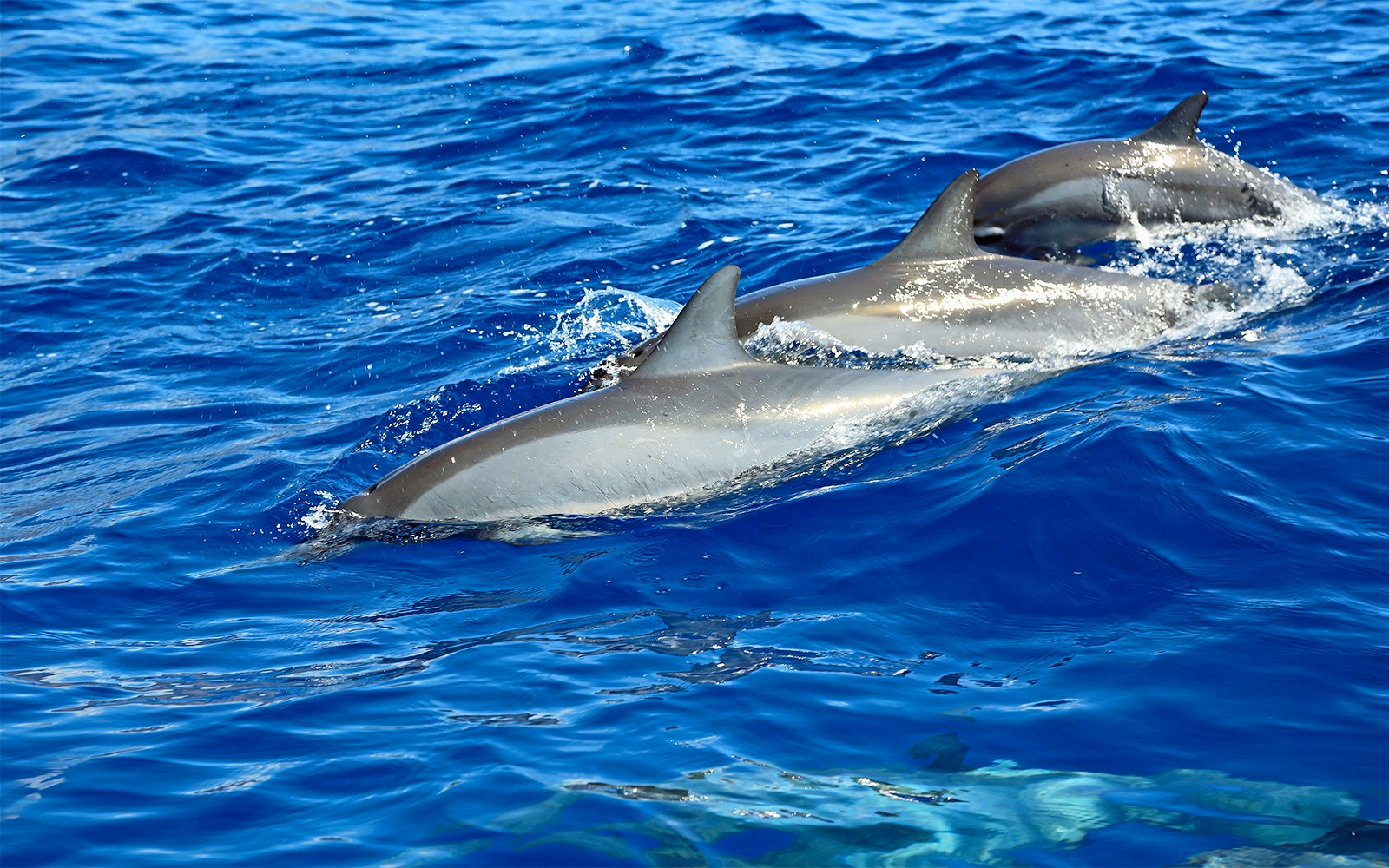 Three dolphins swimming in clear blue waters