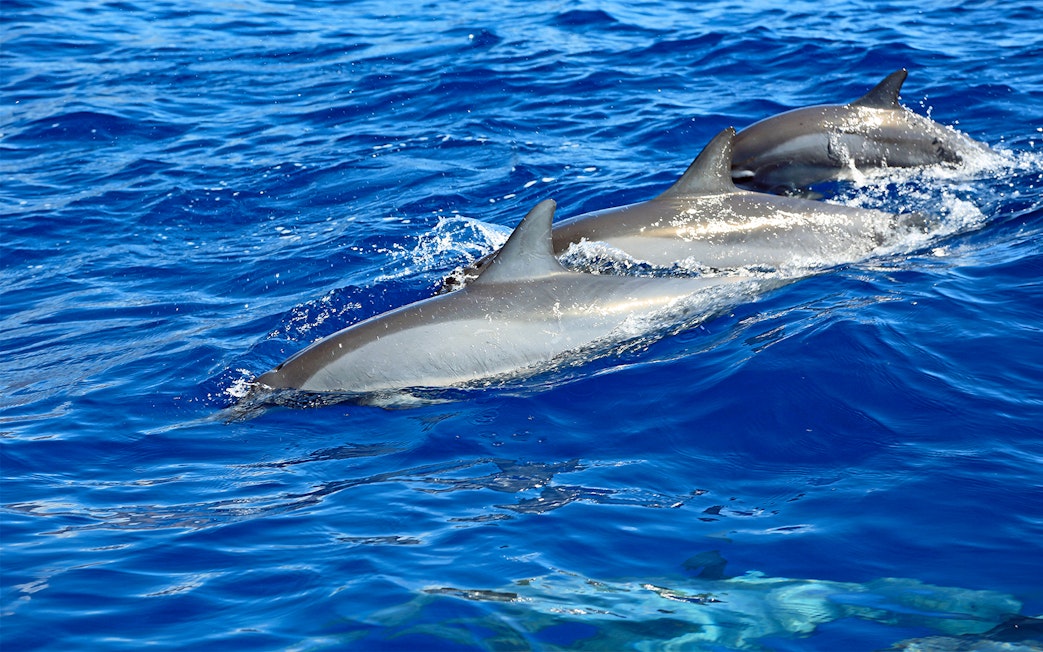 Three dolphins swimming in clear blue waters during a Snorkel & Dolphin Watch tour in Lanaʻi, Hawaii.