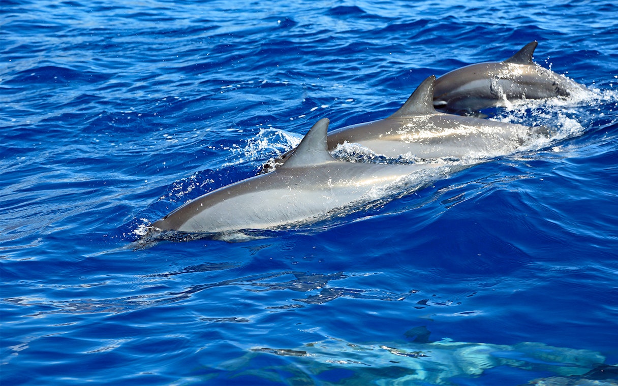 Three dolphins swimming in clear blue waters during a Snorkel & Dolphin Watch tour in Lanaʻi, Hawaii.