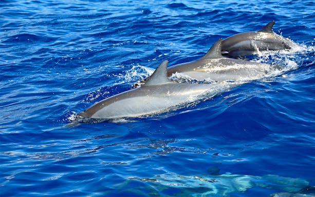 Three dolphins swimming in clear blue waters during a Snorkel & Dolphin Watch tour in Lanaʻi, Hawaii.