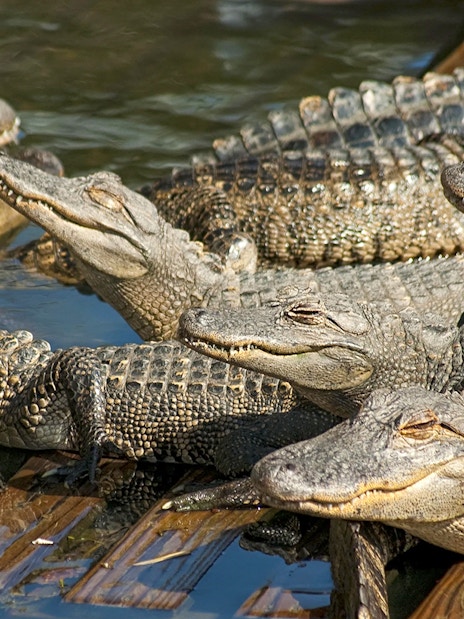 Alligators basking in the sun during Boggy Creek Airboat Tour.