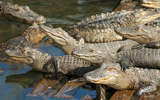Alligators basking in the sun during Boggy Creek Airboat Tour.