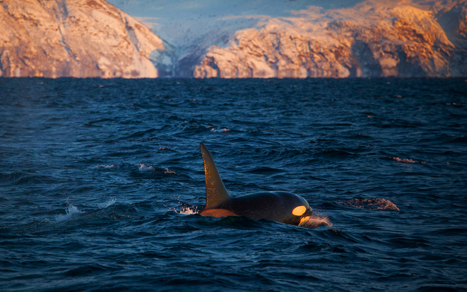 Tourists on a Whale Watching Cruise in Tromso, Norway, observing whales in their natural habitat