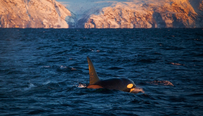 The Gulf Stream influence