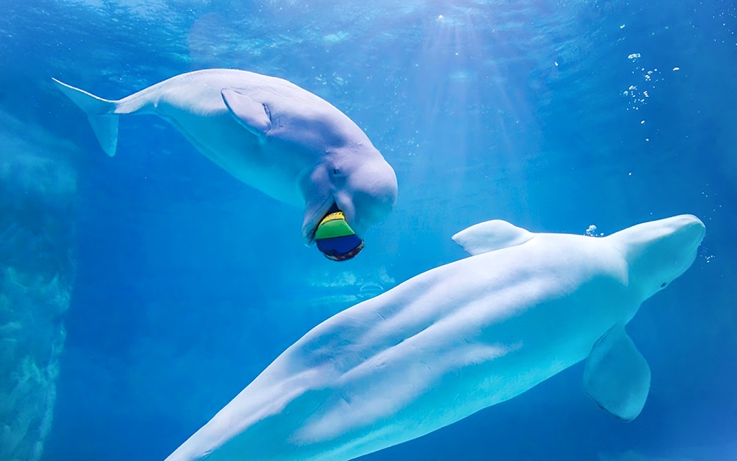 Beluga whales swimming at Jamsil Lotte World Aquarium, Seoul.