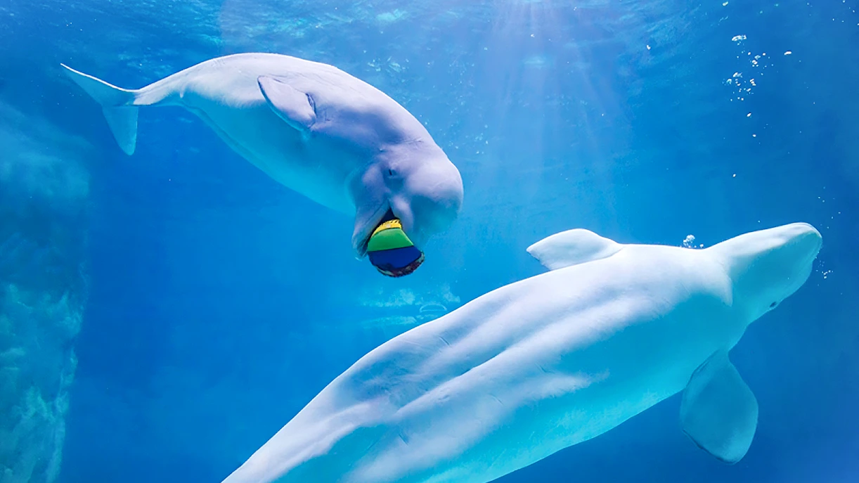 Beluga whales swimming at Jamsil Lotte World Aquarium, Seoul.