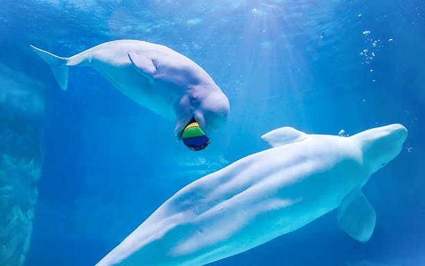 Beluga whales swimming at Jamsil Lotte World Aquarium, Seoul.