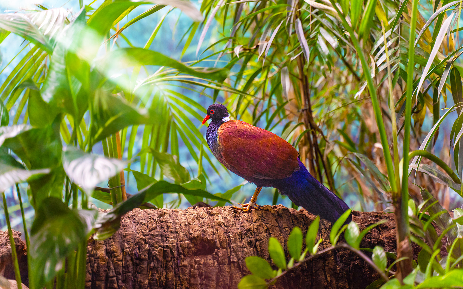 Zoo de Barcelona Tickets