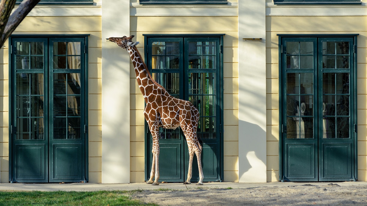 billet zoo Schönbrunn