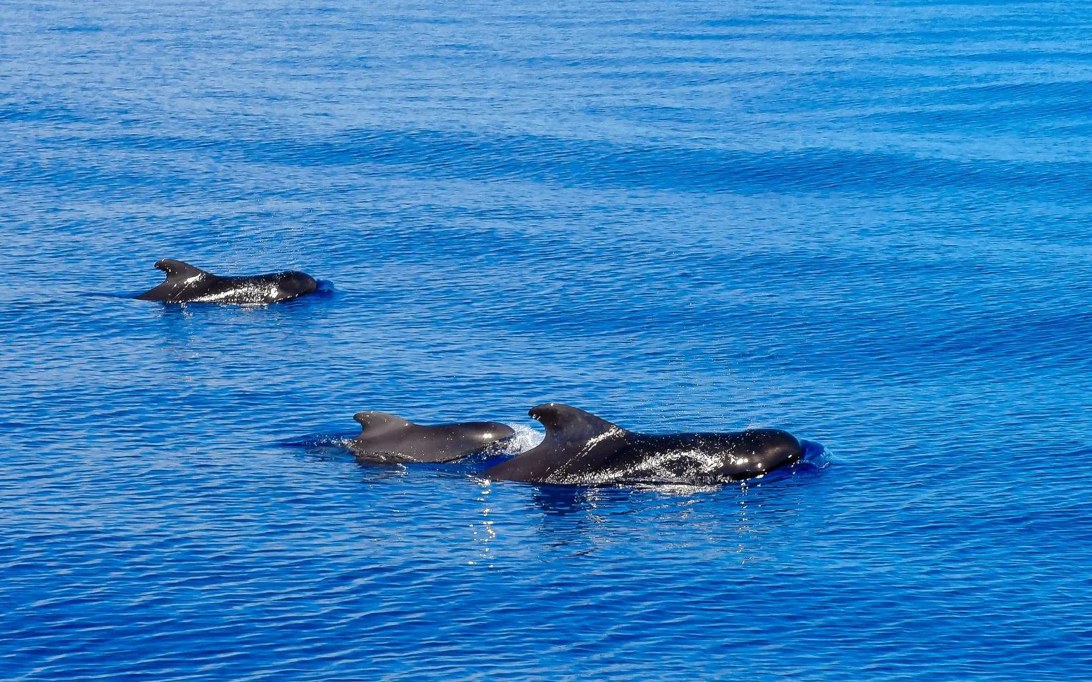 Dolphins swimming in the ocean near Funchal during a catamaran tour.