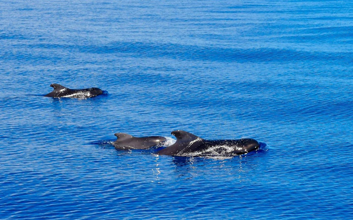 Dolphins swimming in the ocean near Funchal during a catamaran tour.