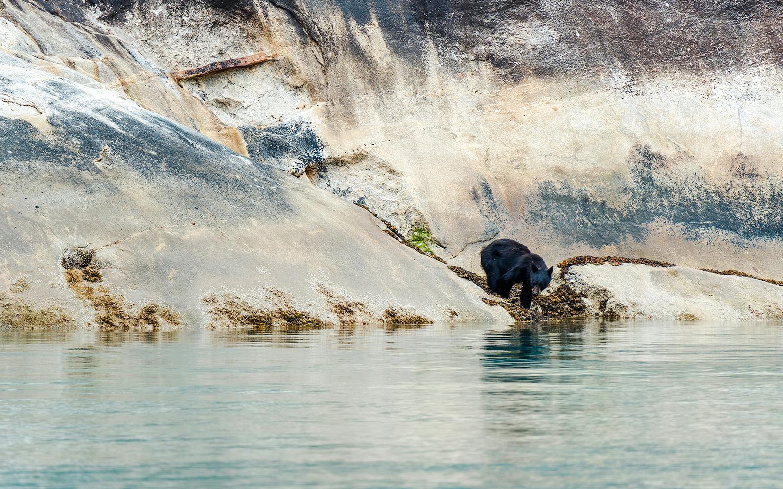 Black bear on rocky shoreline in Juneau, Alaska.