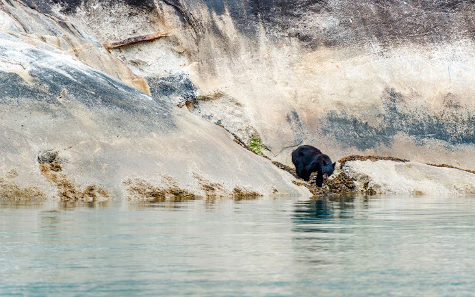 Black bear on rocky shoreline in Juneau, Alaska.
