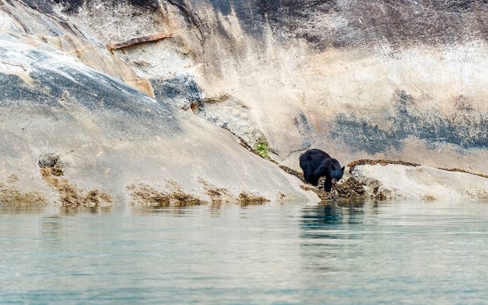 Black bear on rocky shoreline in Juneau, Alaska.