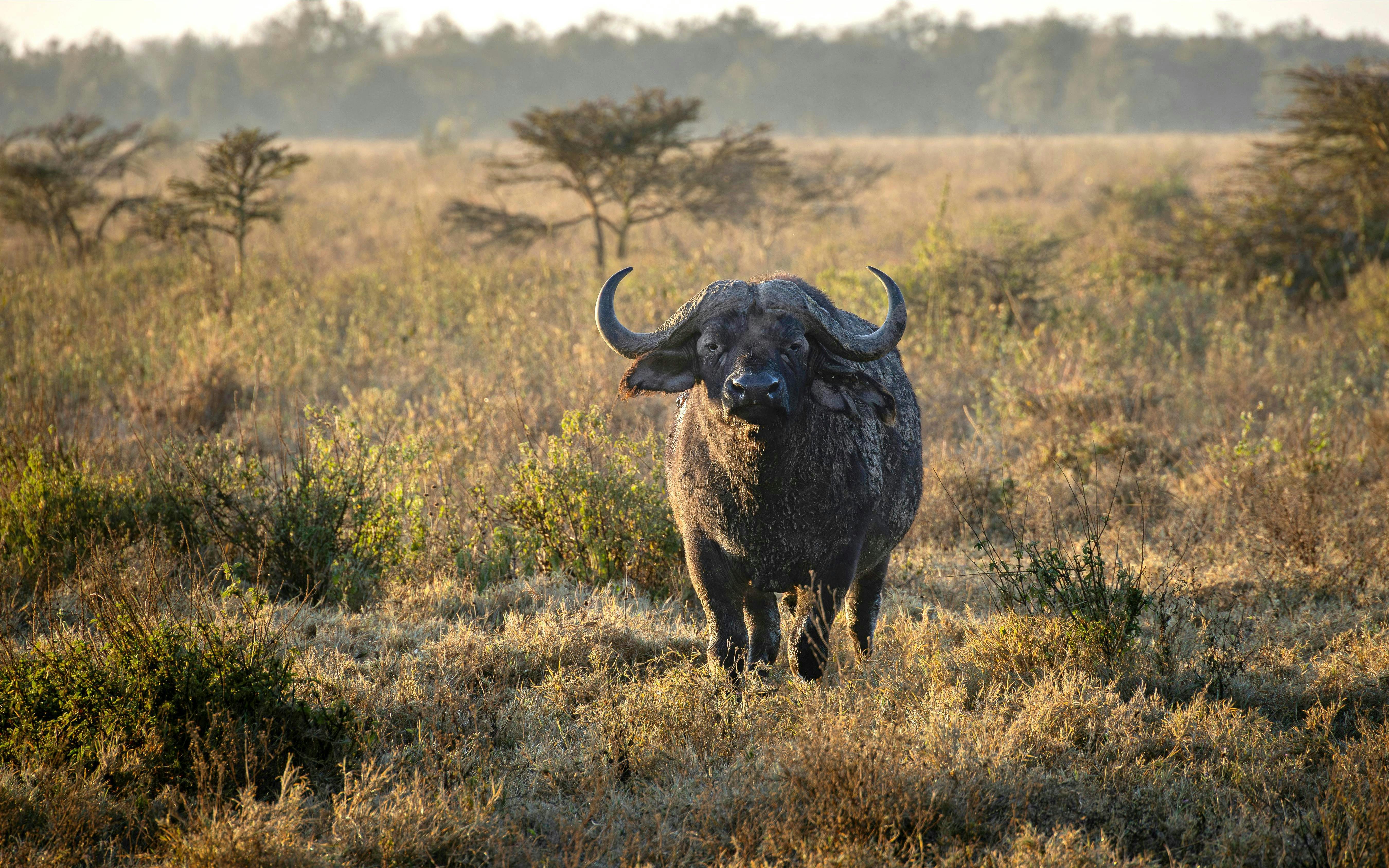 Safari in de namiddag
