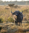 Safari in de namiddag