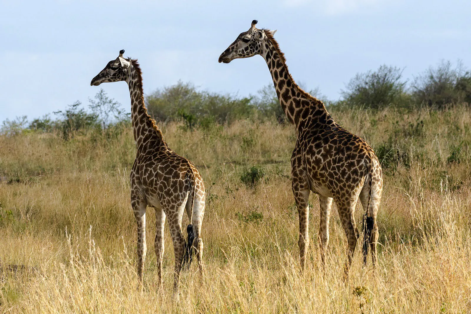 Giraffes in a grassy field at Giraffe Centre, Nairobi city tour.
