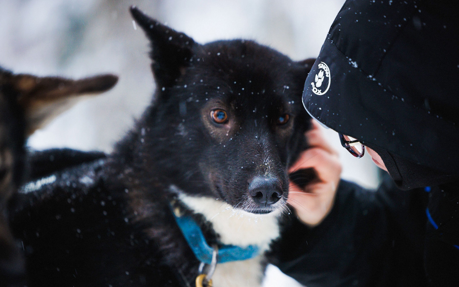 Husky being petted in snowy Lapland.