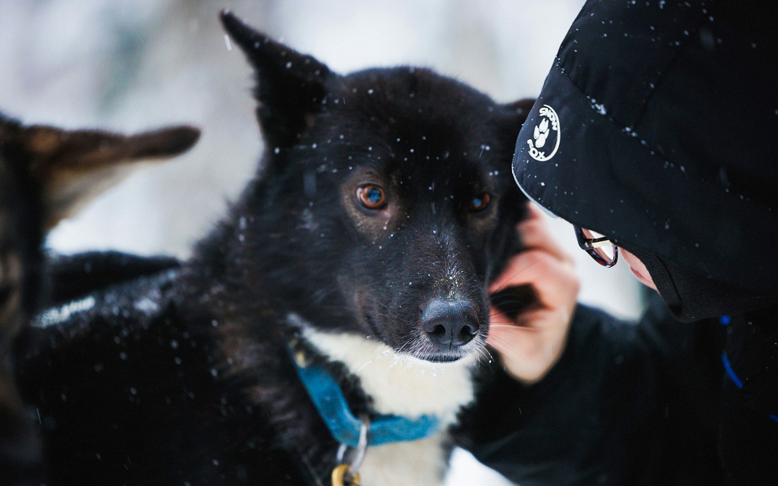 Husky being petted in snowy Lapland.