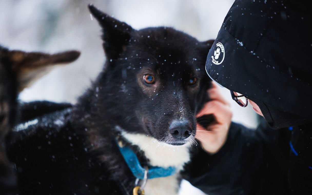 Husky being petted in snowy Lapland.
