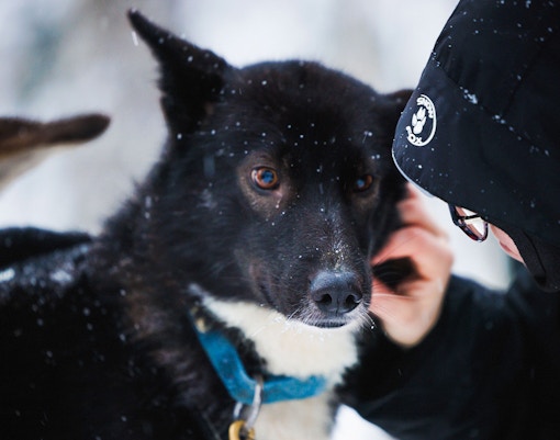 Husky being petted in snowy Lapland.