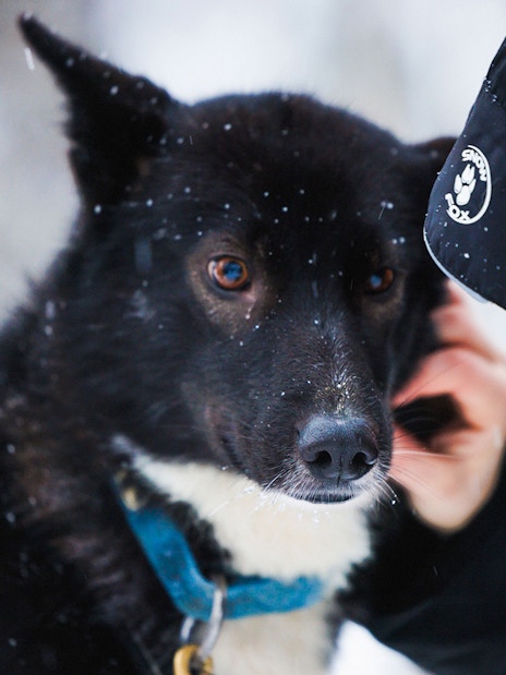 Husky being petted in snowy Lapland.