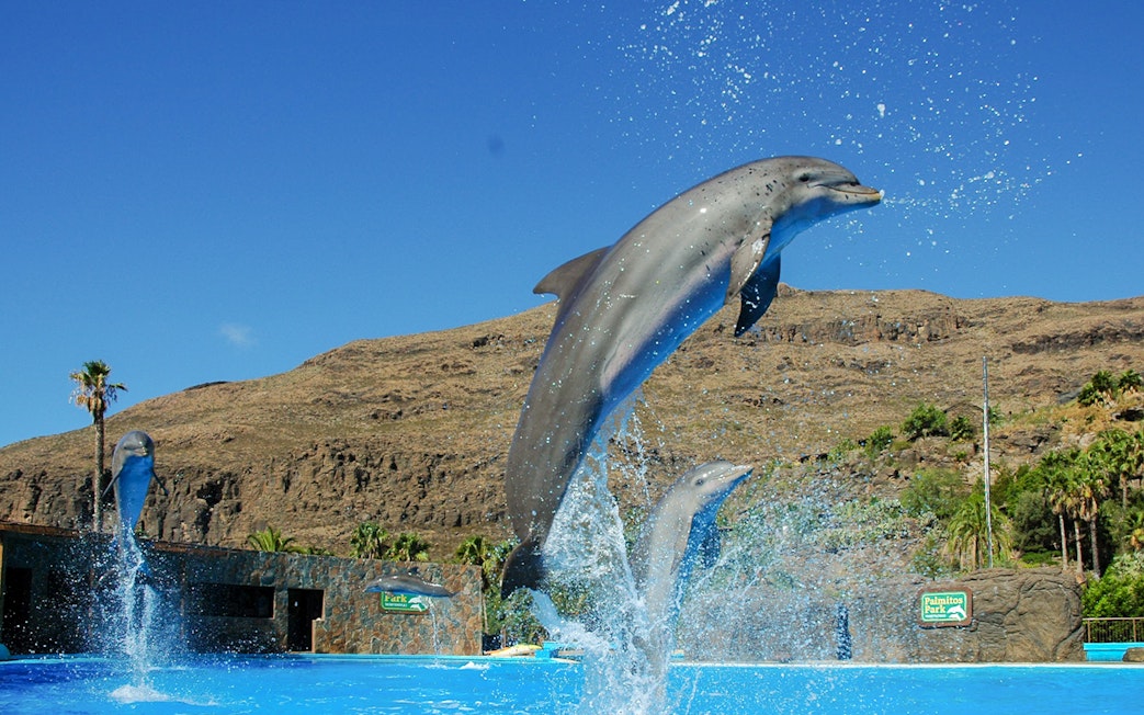 Dolphins leaping from water during show at Palmitos Park, Gran Canaria.