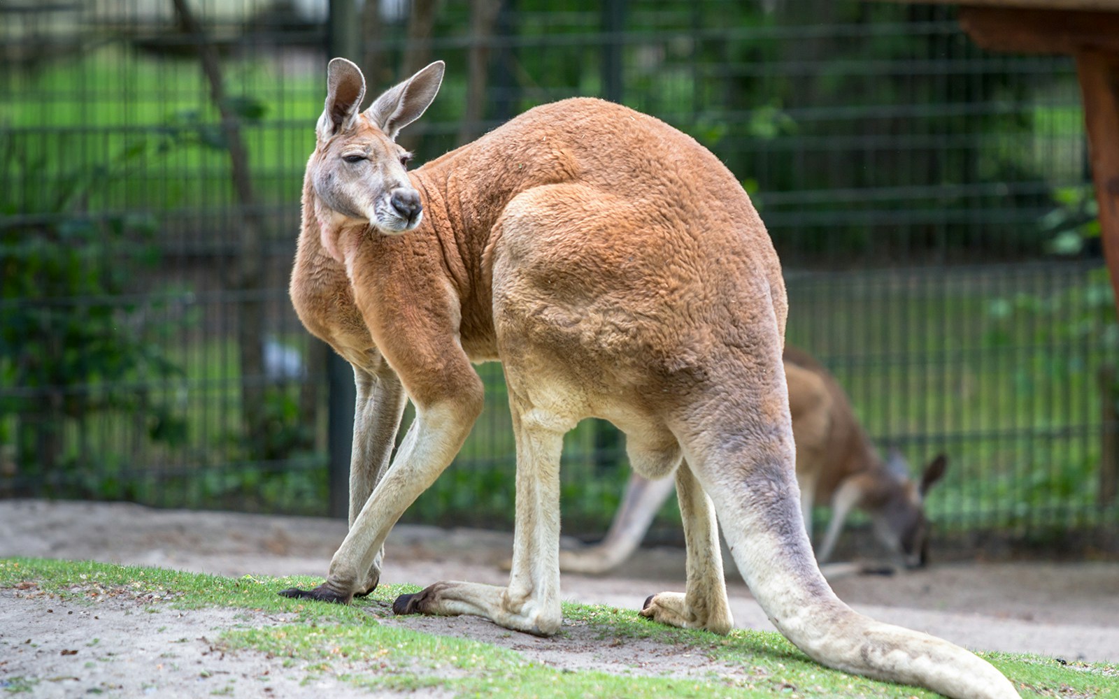Red kangaroo resting in enclosure