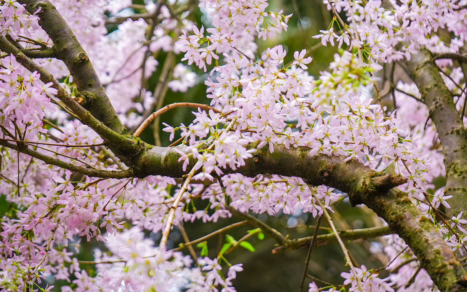 Cherry blossoms in full bloom at Gardens by the Bay, Singapore.